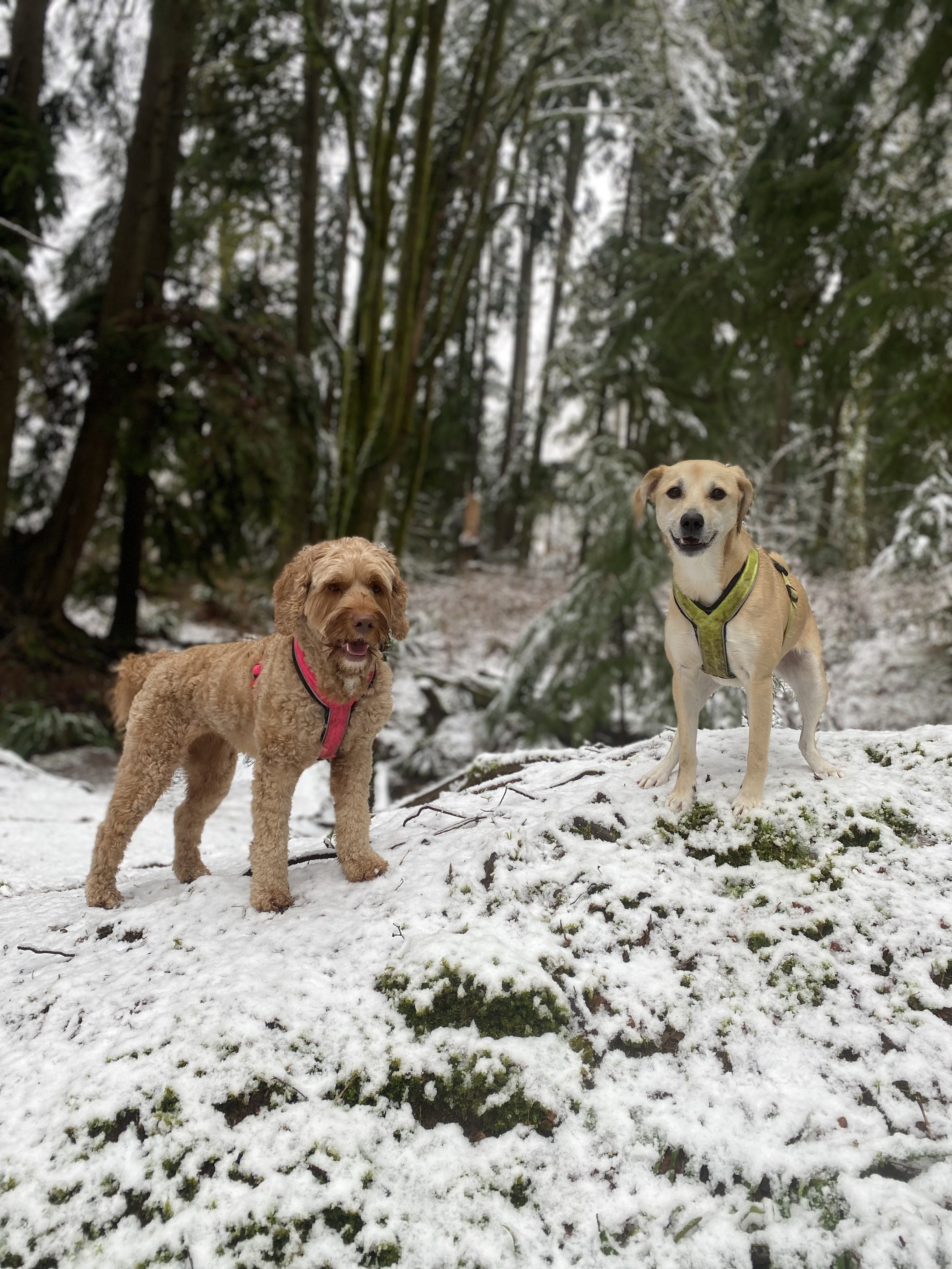 Two small dogs on a forest trail surrounded by ferns