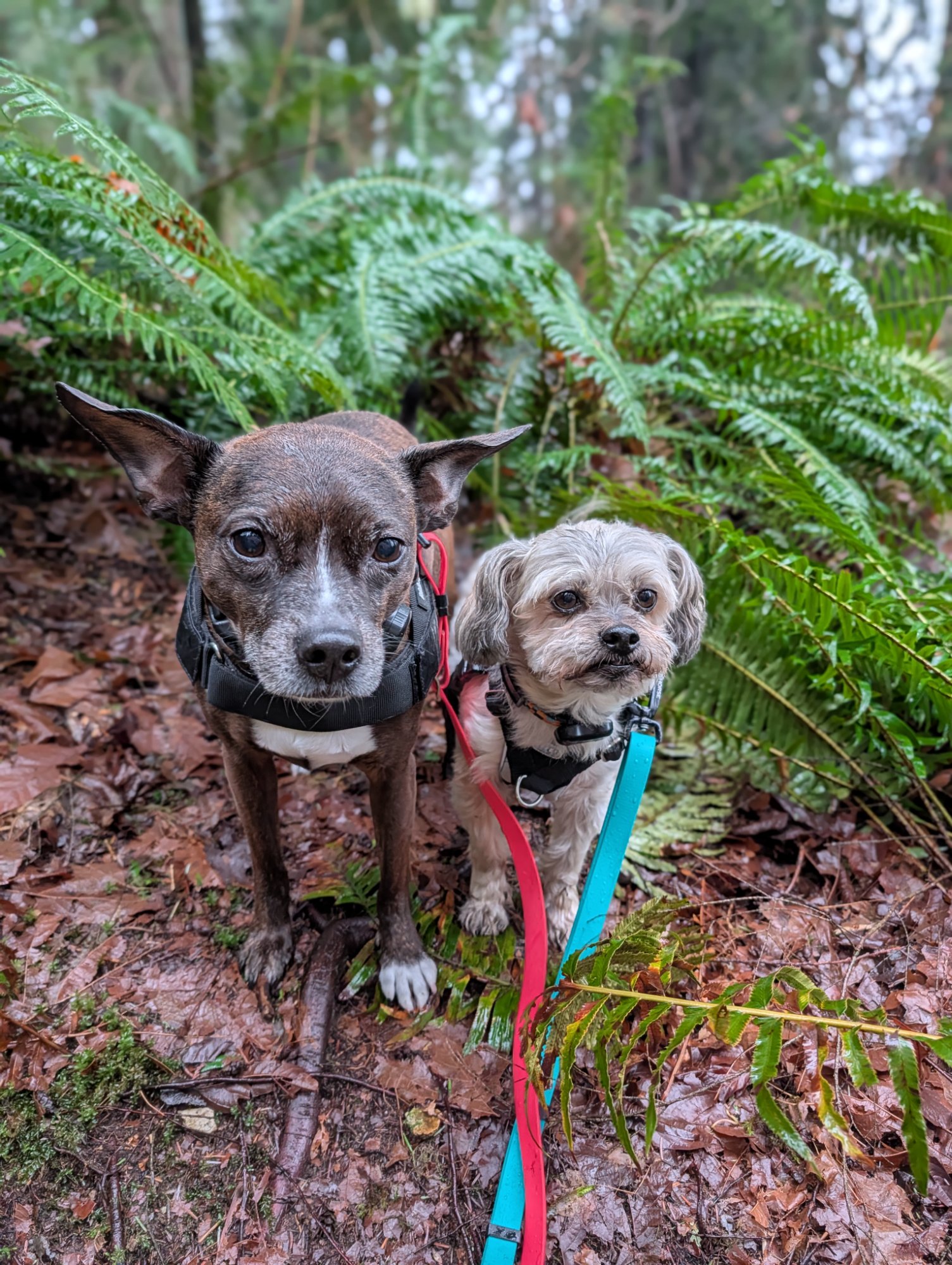 Three dogs posing together on a forest trail