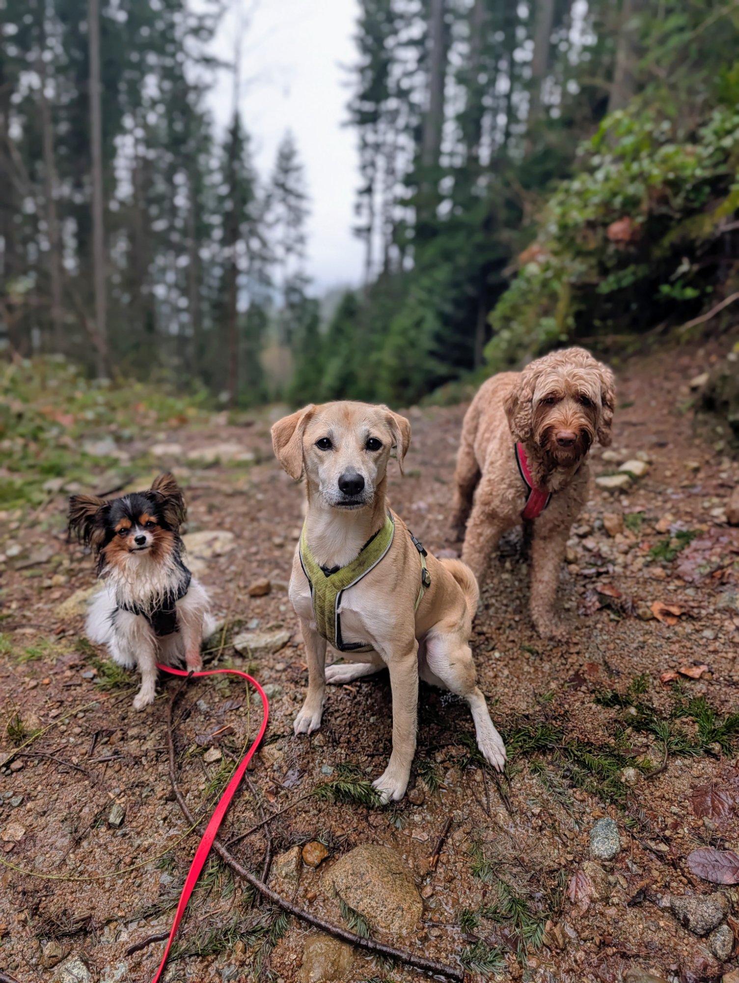 Poodle and golden retriever sitting together on a log