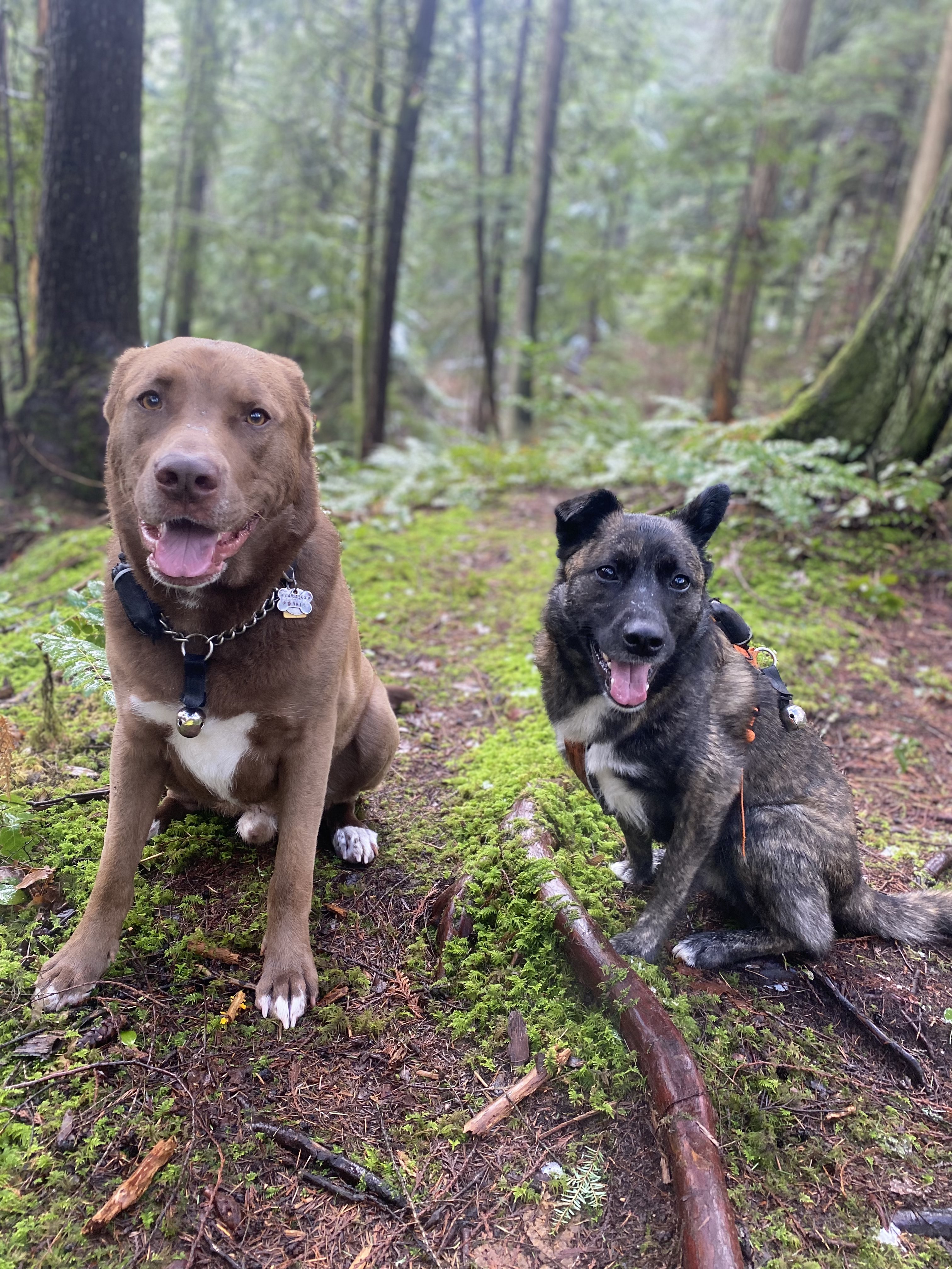 Two dogs exploring a mossy forest floor