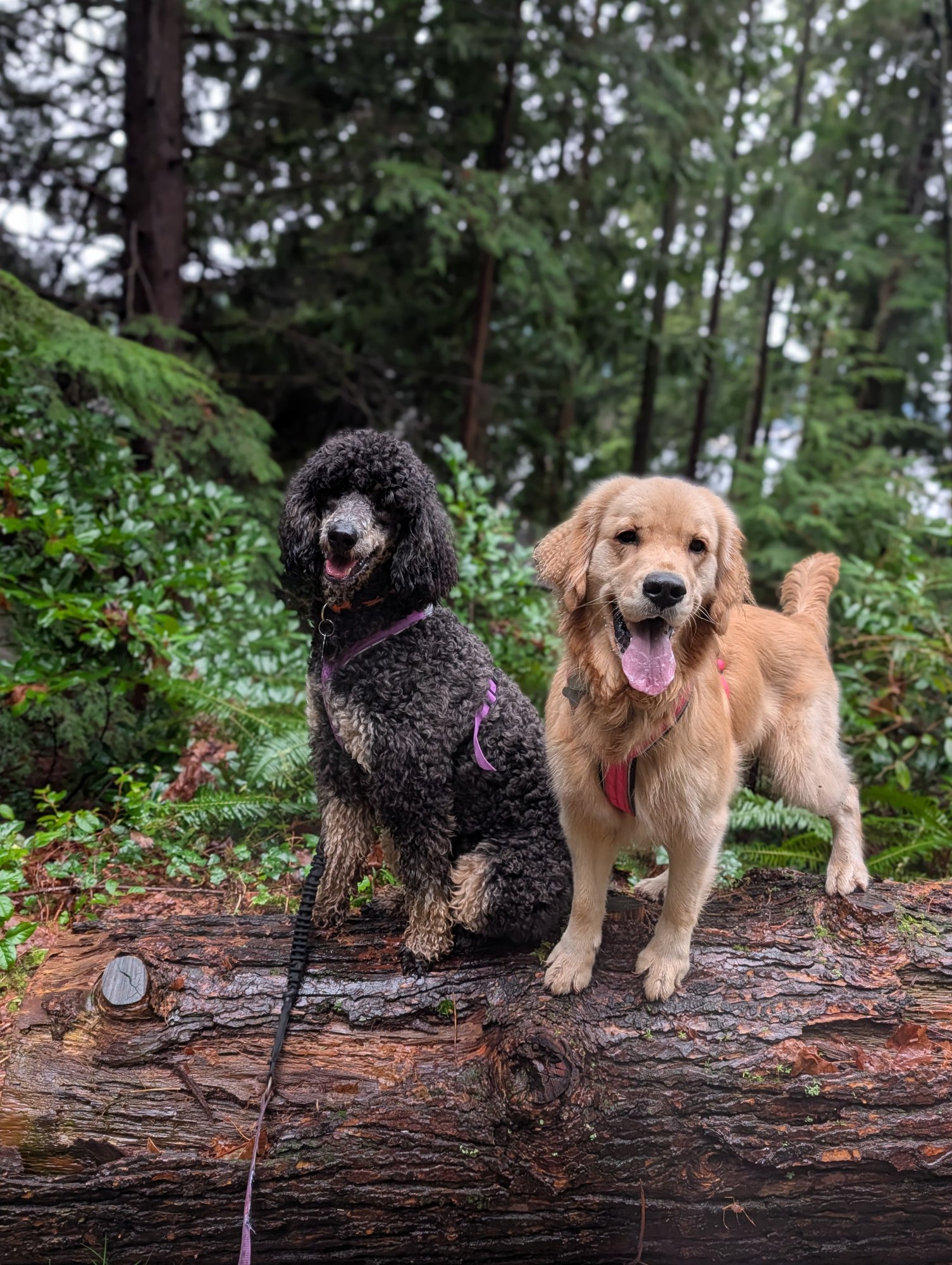 Two dogs standing on a fallen log in the forest