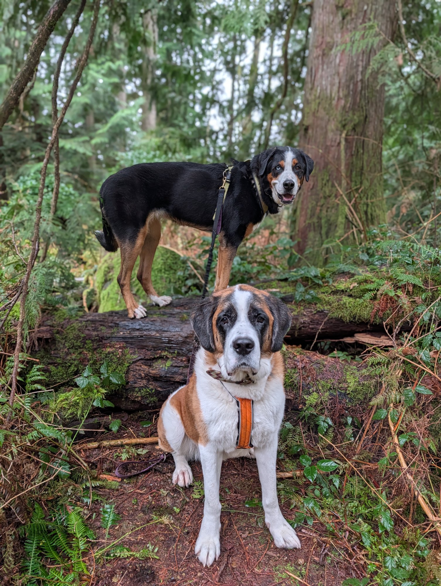 Dogs enjoying an adventure on the trail