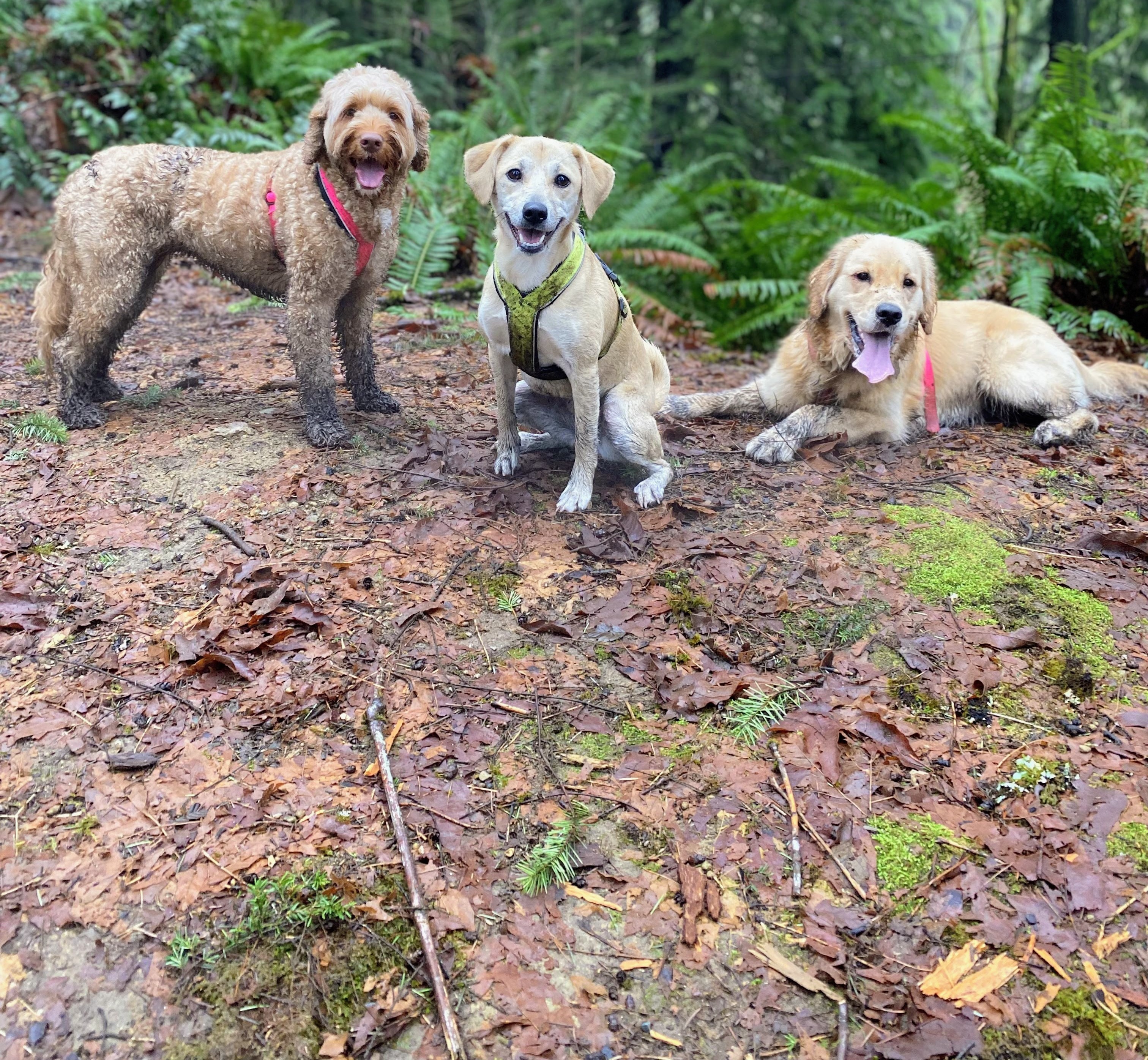 Three dogs posing together on a forest trail