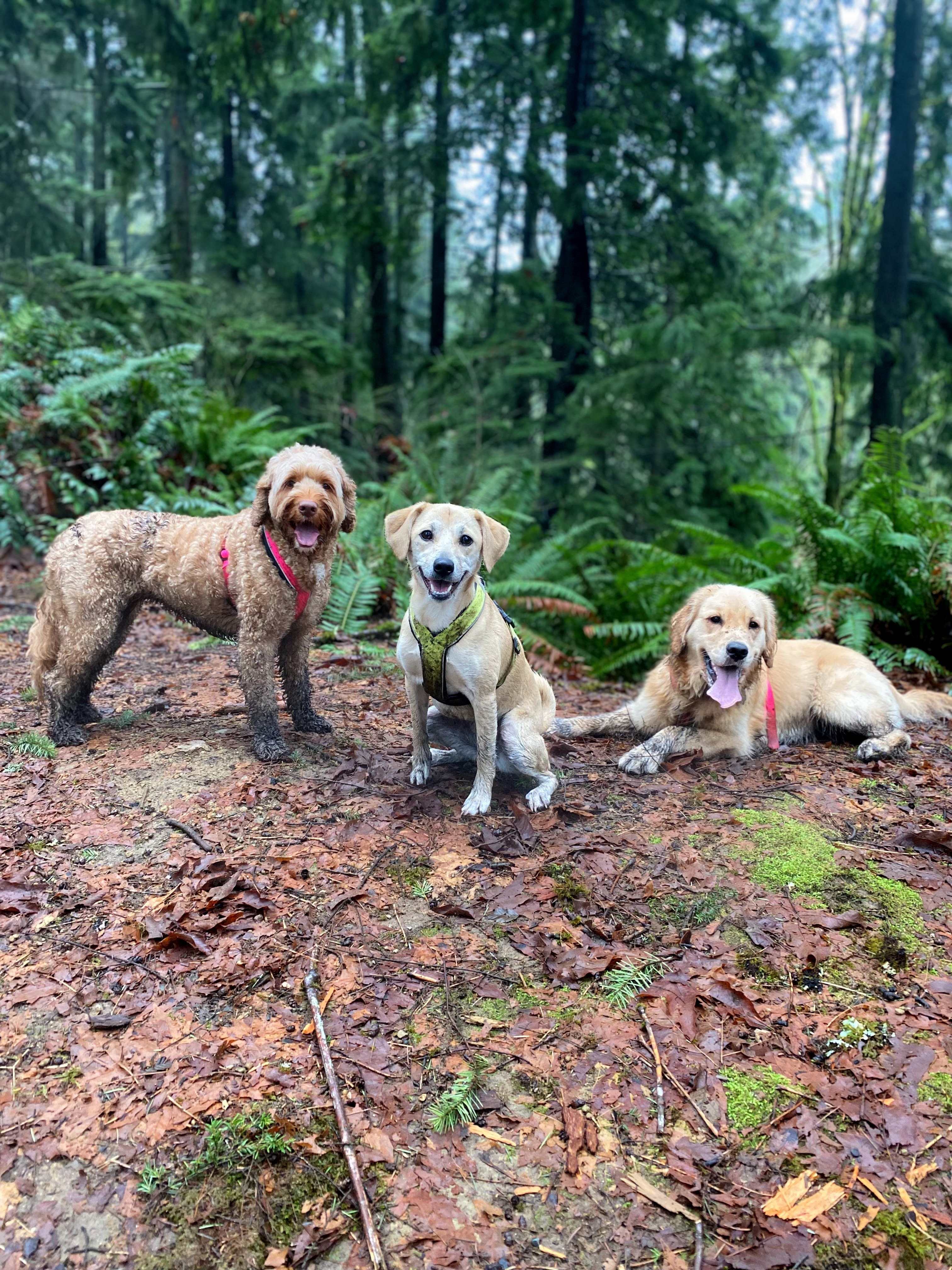 Three dogs posing together on a forest trail