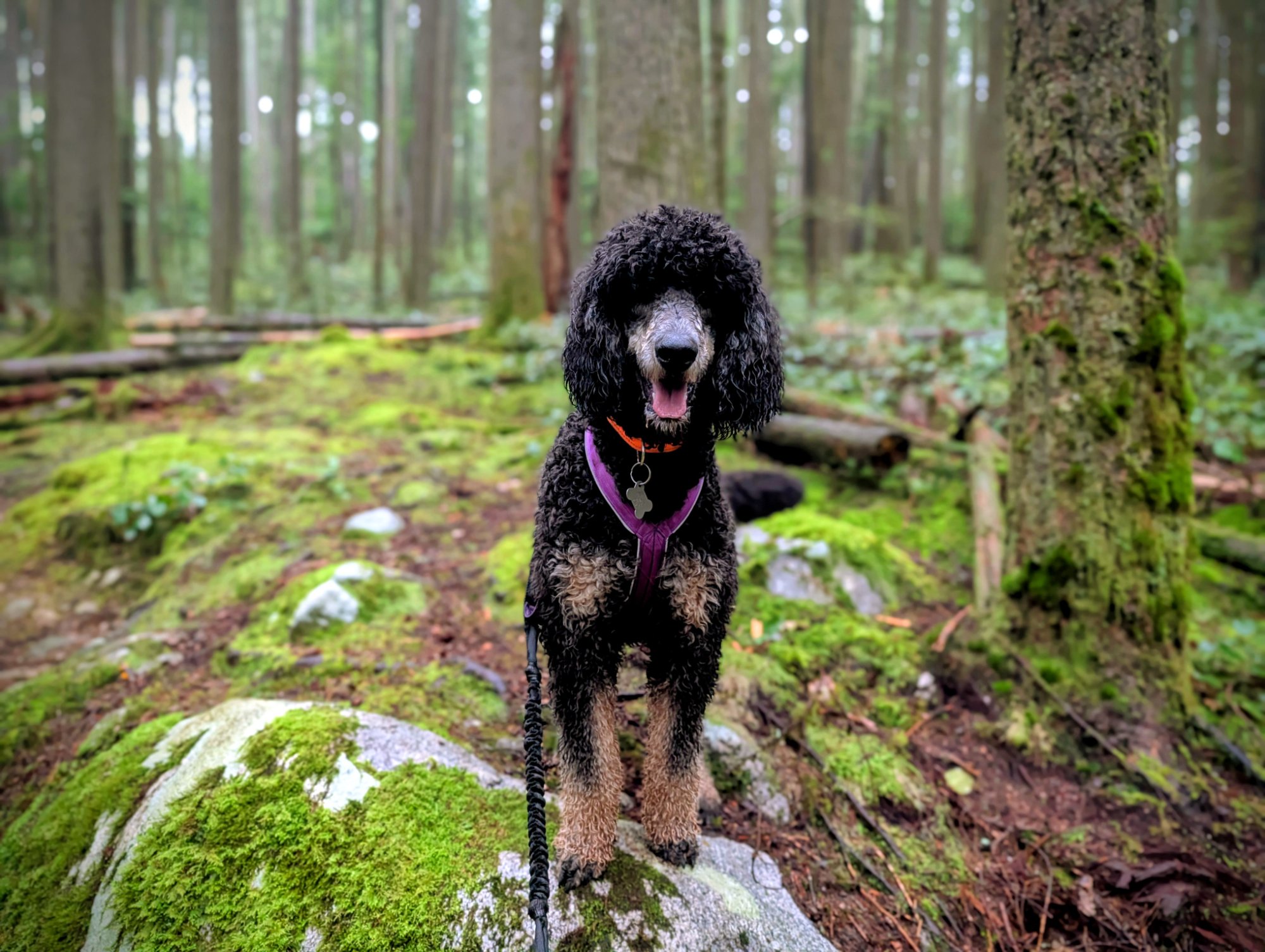 Standard poodle puppy standing on a mossy rock in the forest